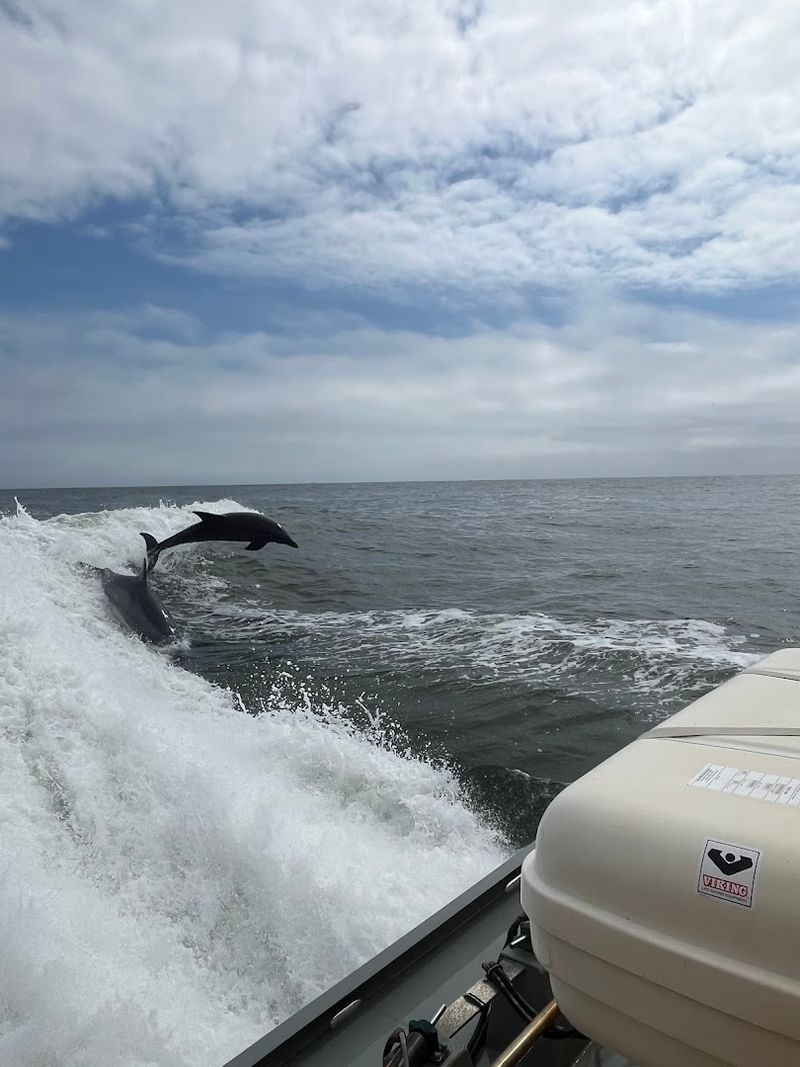 What Sets Thunder Cat Apart From Other Dolphin Tours