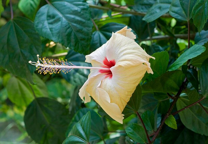 Hibiscus