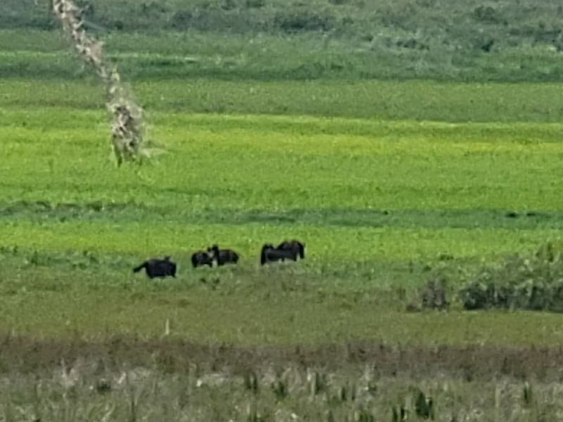 La Chua Trail Detour Into the Prairie