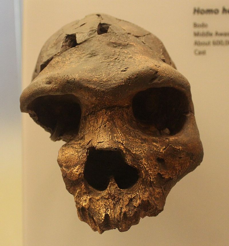 Bodo Skull (Ethiopia) - ~600,000 years old