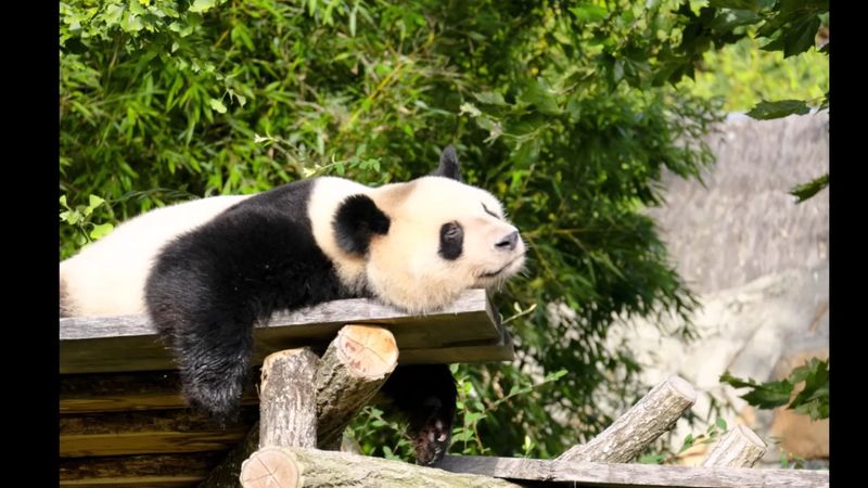 ZooParc de Beauval - France