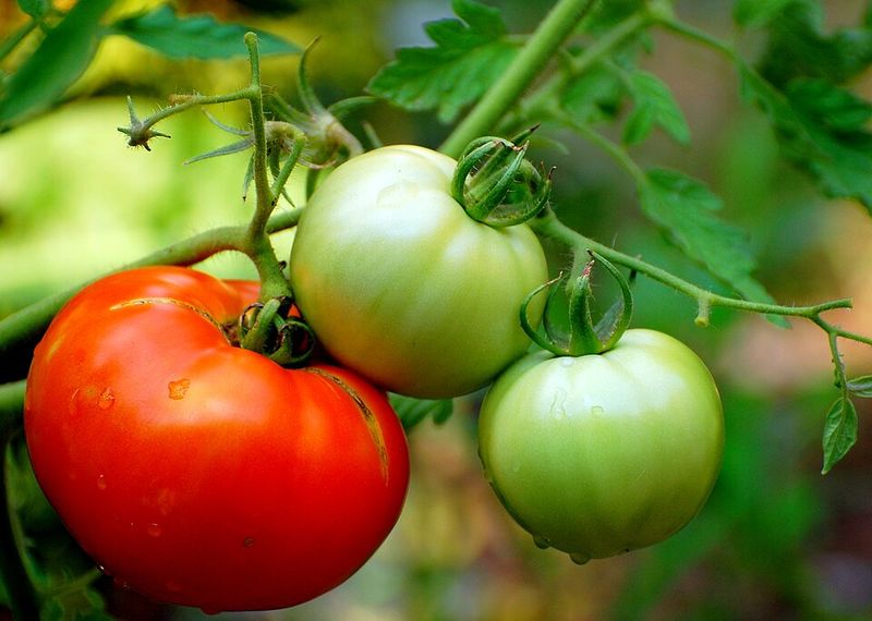 Tomatoes (Start Seeds or Transplants)