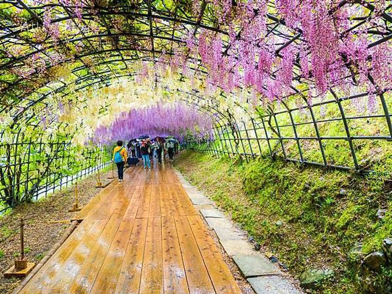 Kawachi Fuji Gardens — Japan