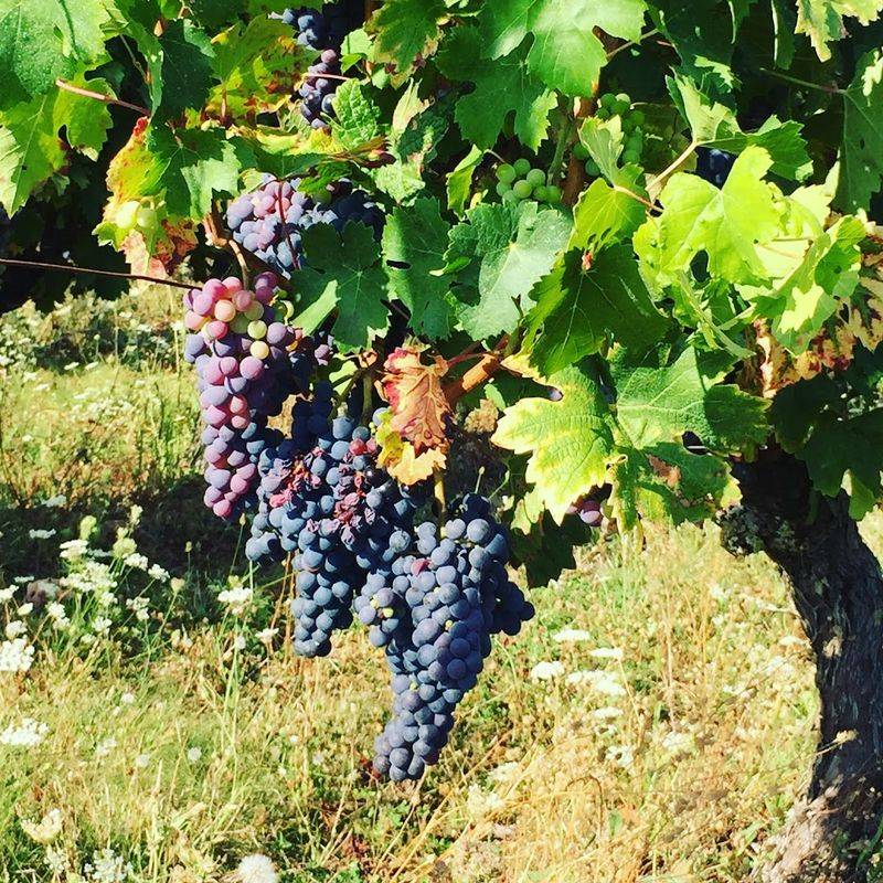 Chinon – Loire Valley's Cabernet Franc Haven