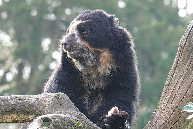 Andean Bear (Spectacled Bear)