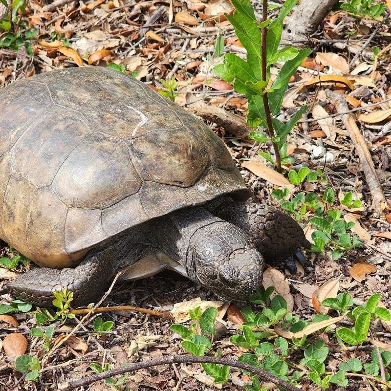 Wildlife Encounters: More Than Just Birds on the Beach
