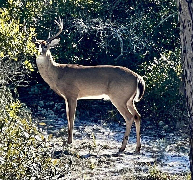 Wildlife Encounters That Will Catch You Off Guard