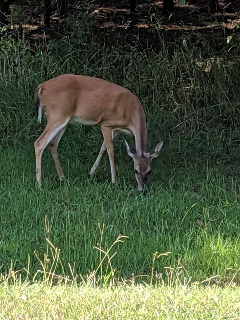 Wildlife Encounters That Feel Genuinely Wild