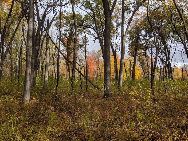 Oak Savannahs and the Rare Terrain That Sets This Park Apart