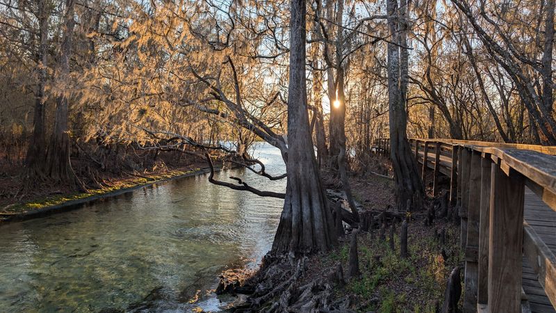 The Boardwalk Along the Suwannee River