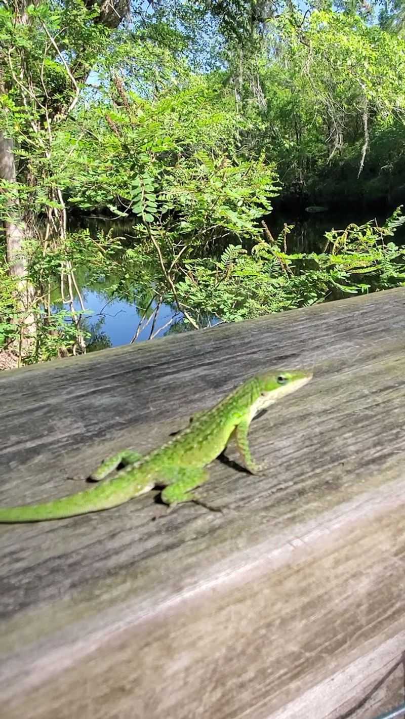 Wildlife That Watches You Back