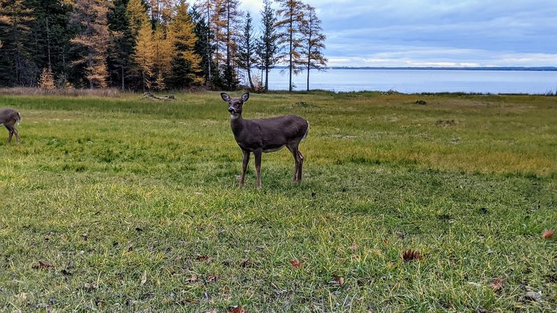 Wildlife Watching: Deer, Birds, and the Wild Interior
