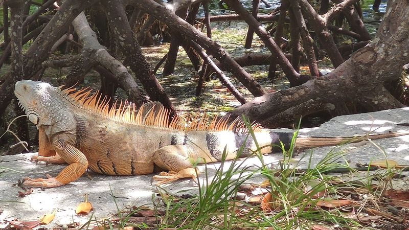 Wildlife You Can Expect to See