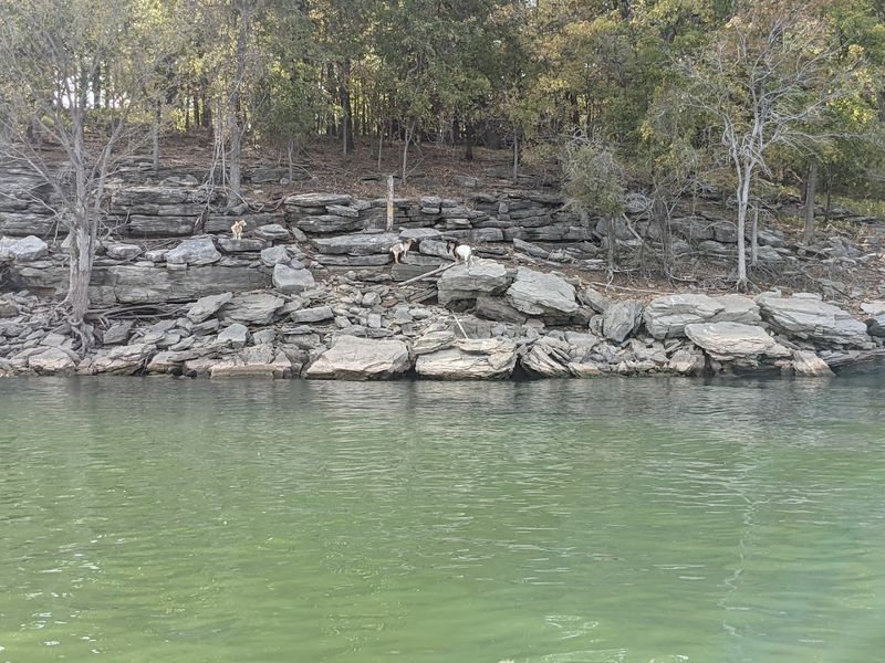 Swimming and Playing in the Clear Lake Water