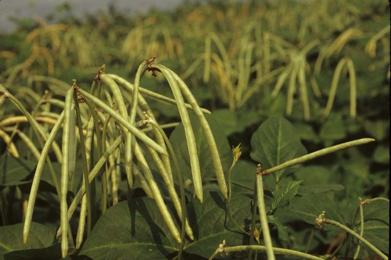 Southern Peas (Cowpeas)