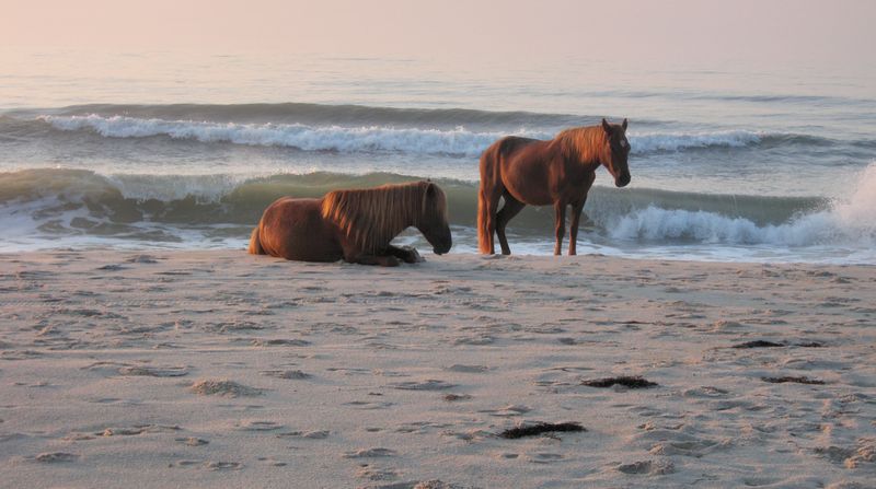 Assateague Island National Seashore (Maryland/Virginia)
