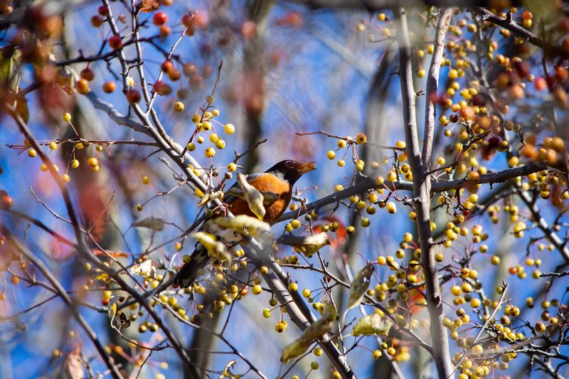 Wildlife You Did Not Expect to Find Here