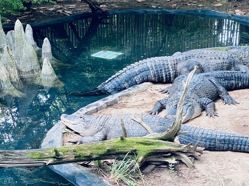 What the Animal Lineup Actually Looks Like