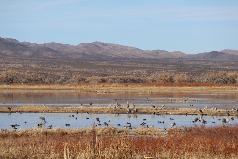 Bosque del Apache National Wildlife Refuge