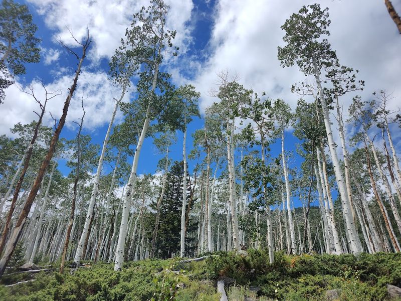Pando, Utah: The Giant Living Organism Most Travelers Drive Past Without Knowing