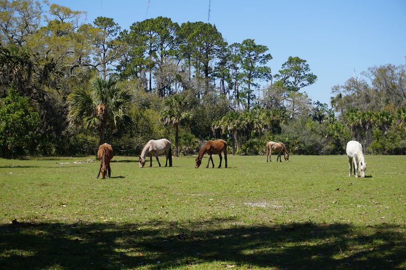 Cumberland Island, Georgia