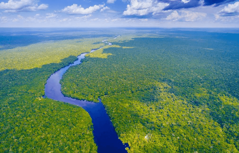 Amazon Rainforest – South America