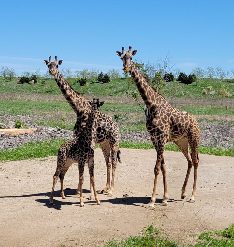 Columbus Zoo and Aquarium (Ohio)