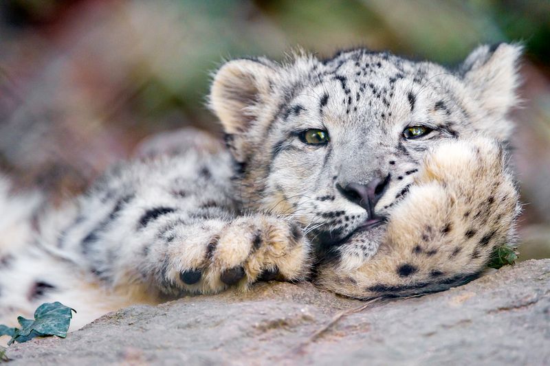 Snow Leopard