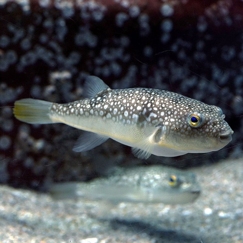 Pufferfish