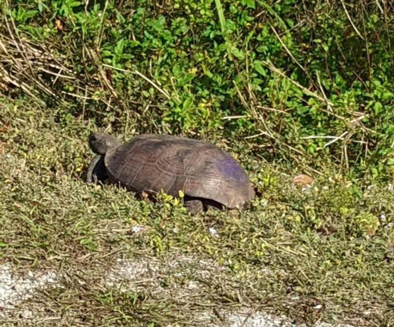 Wildlife Along the Way: What You Might Spot