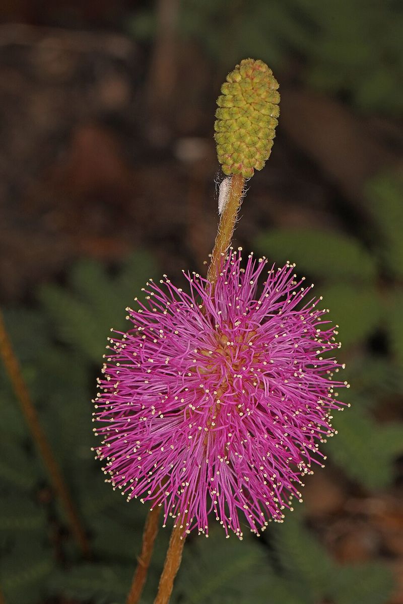 Sunshine Mimosa (Mimosa strigillosa)