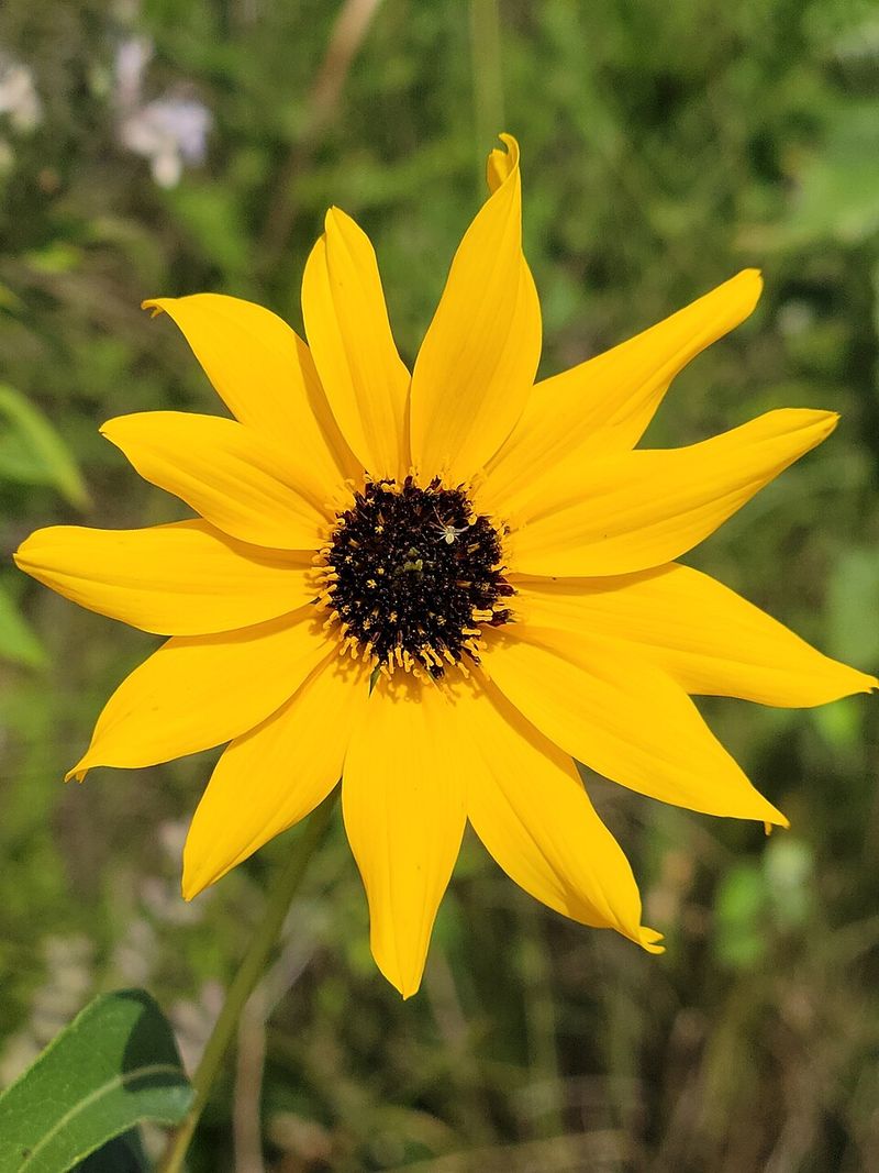 Southeastern Sunflower (Helianthus agrestis)