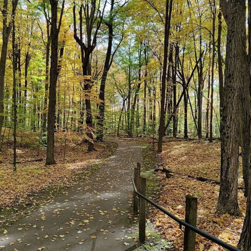 The woods know how to lower the volume