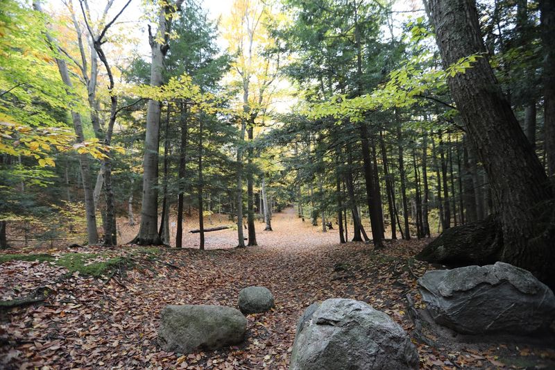 Trails Through the Woods Above the Bluff