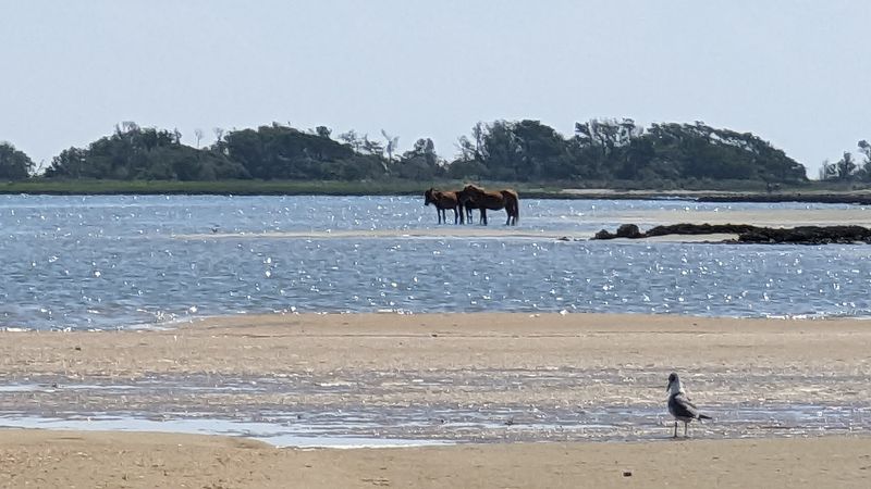 Shackleford Banks (Cape Lookout National Seashore, North Carolina)