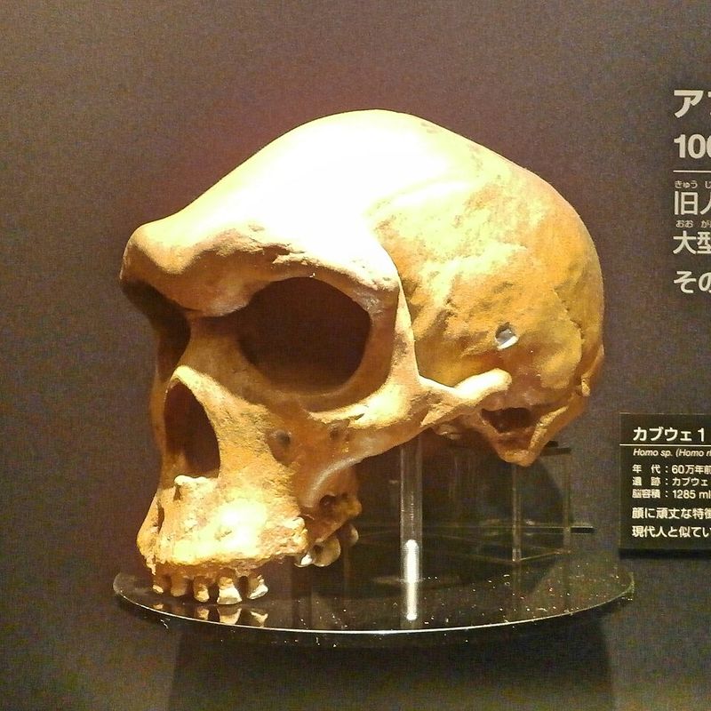 Kabwe Skull (Zambia) - ~300,000 years old
