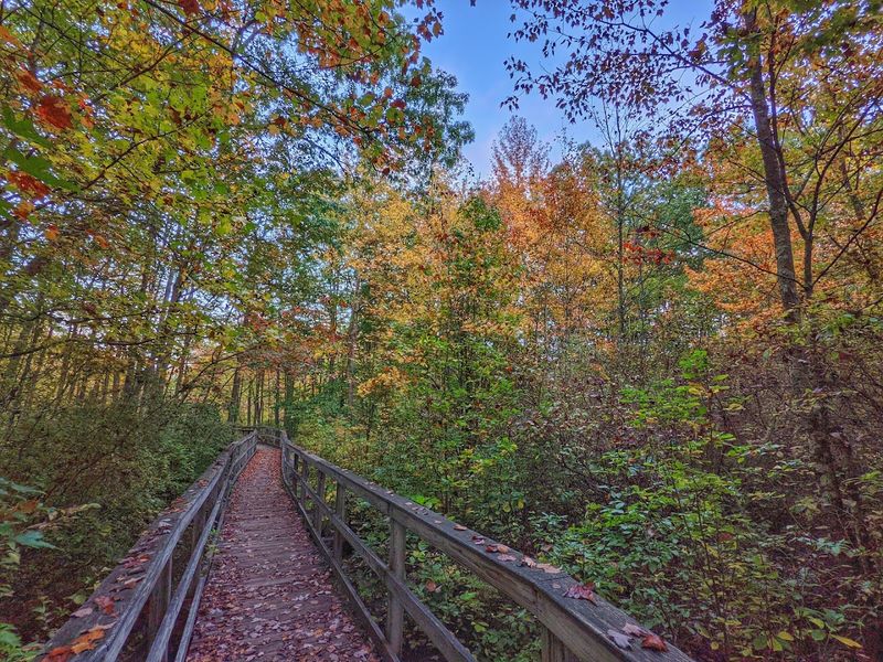 Great Swamp National Wildlife Refuge Trails (Boardwalks + Woods)