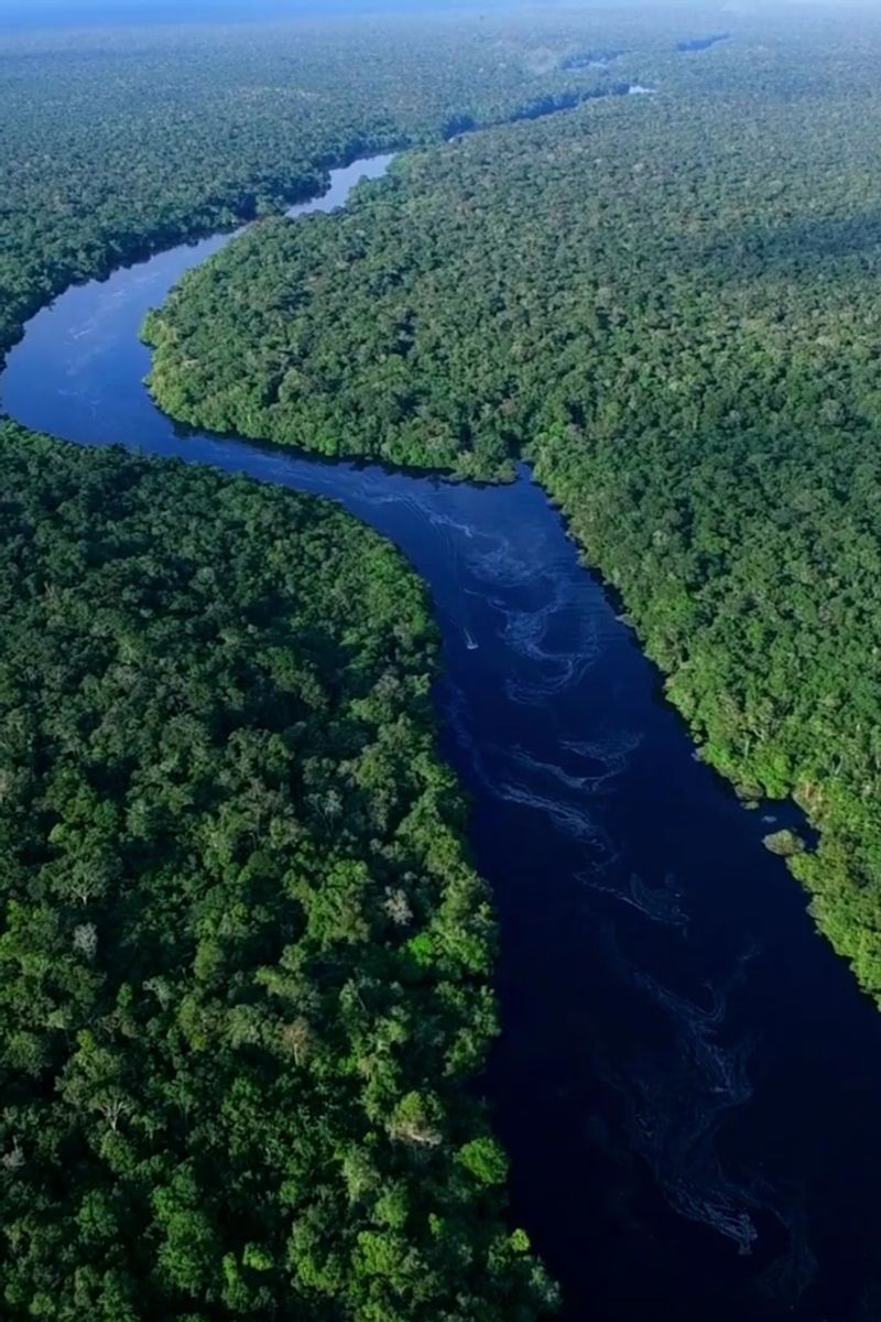 Amazon Rainforest — South America