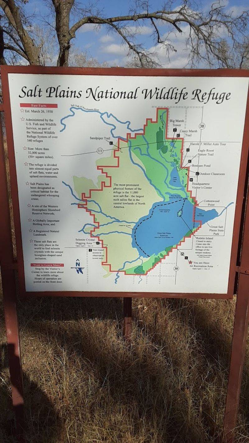 Birdwatching at the Salt Plains: A Migration Hotspot