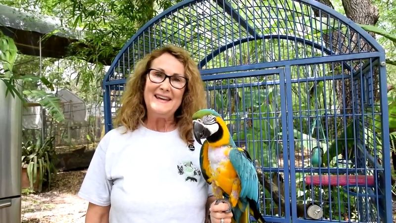 The Aviaries Magic Built by Hand