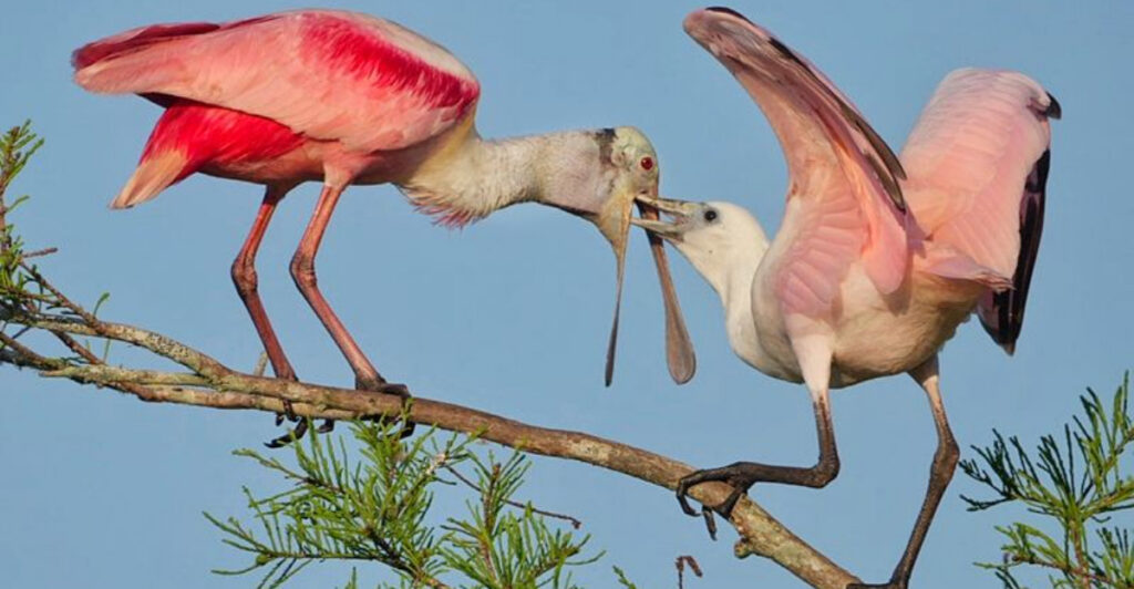 During Nesting Season, This 1,650-Acre Florida Sanctuary Becomes a Photographer’s Paradise