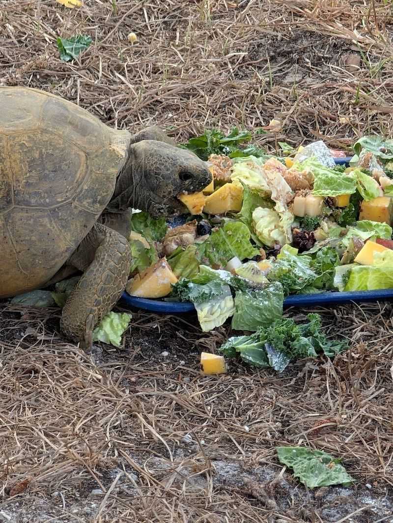 Wildlife Rehabilitation Behind the Scenes