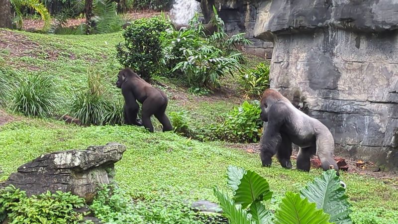 Best Time to Visit for Active Animals