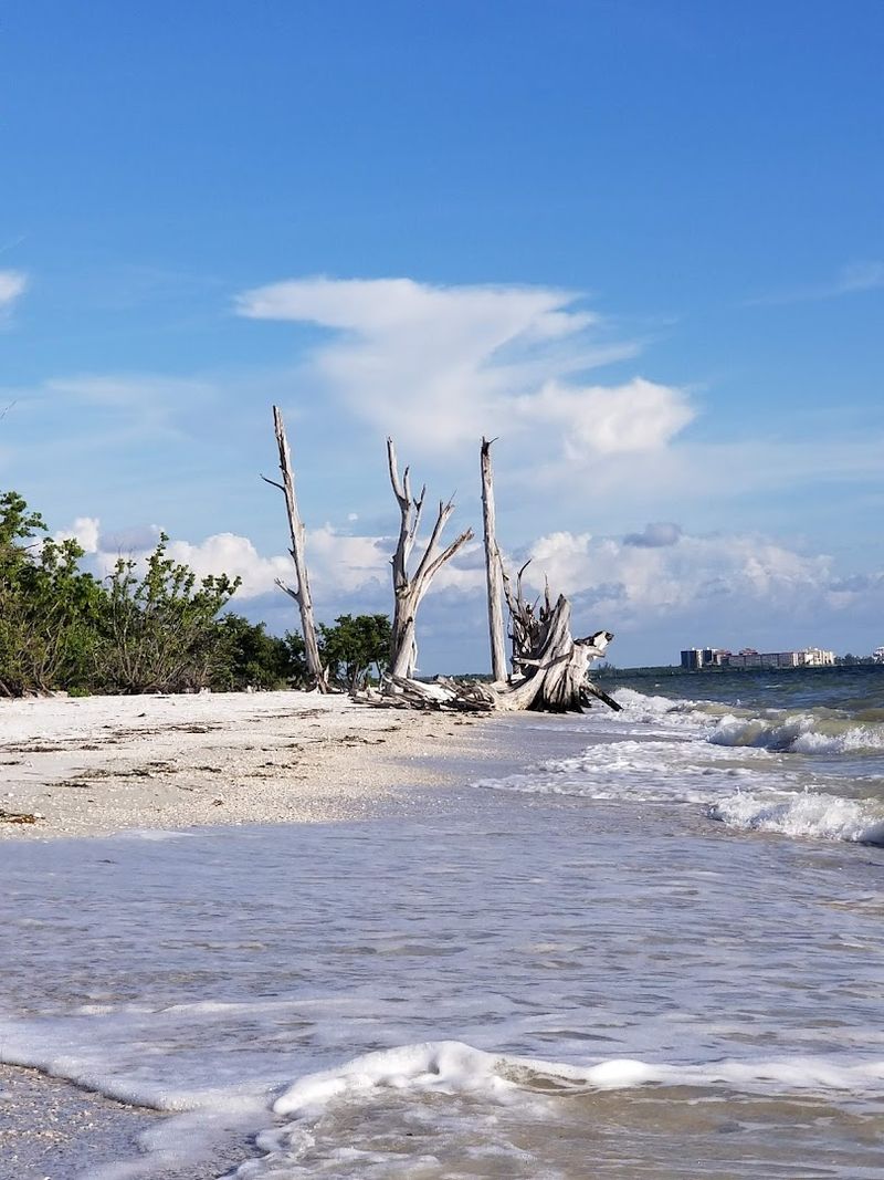 Shelling Along the Shoreline
