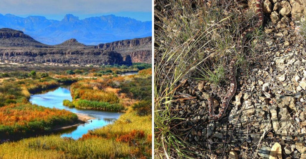 Experts Say This Texas National Park May Be the Most Snake-Infested in the U.S.