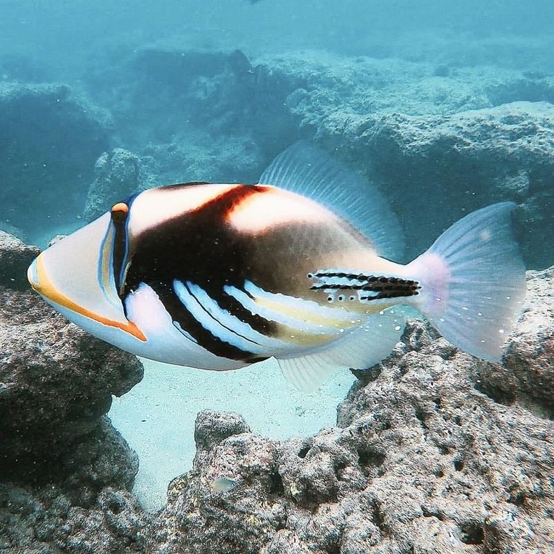 Snorkel at Hanauma Bay (O'ahu)