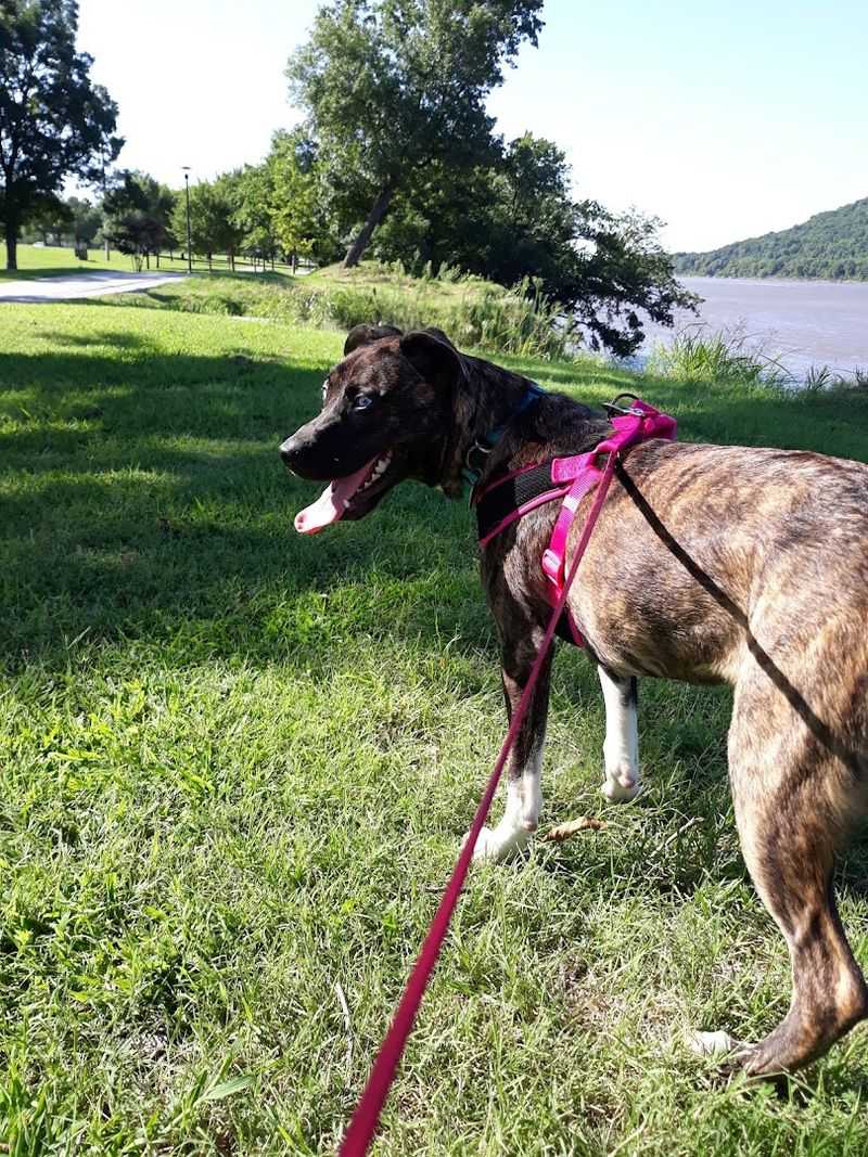 Dog-Friendly Trails and Amenities