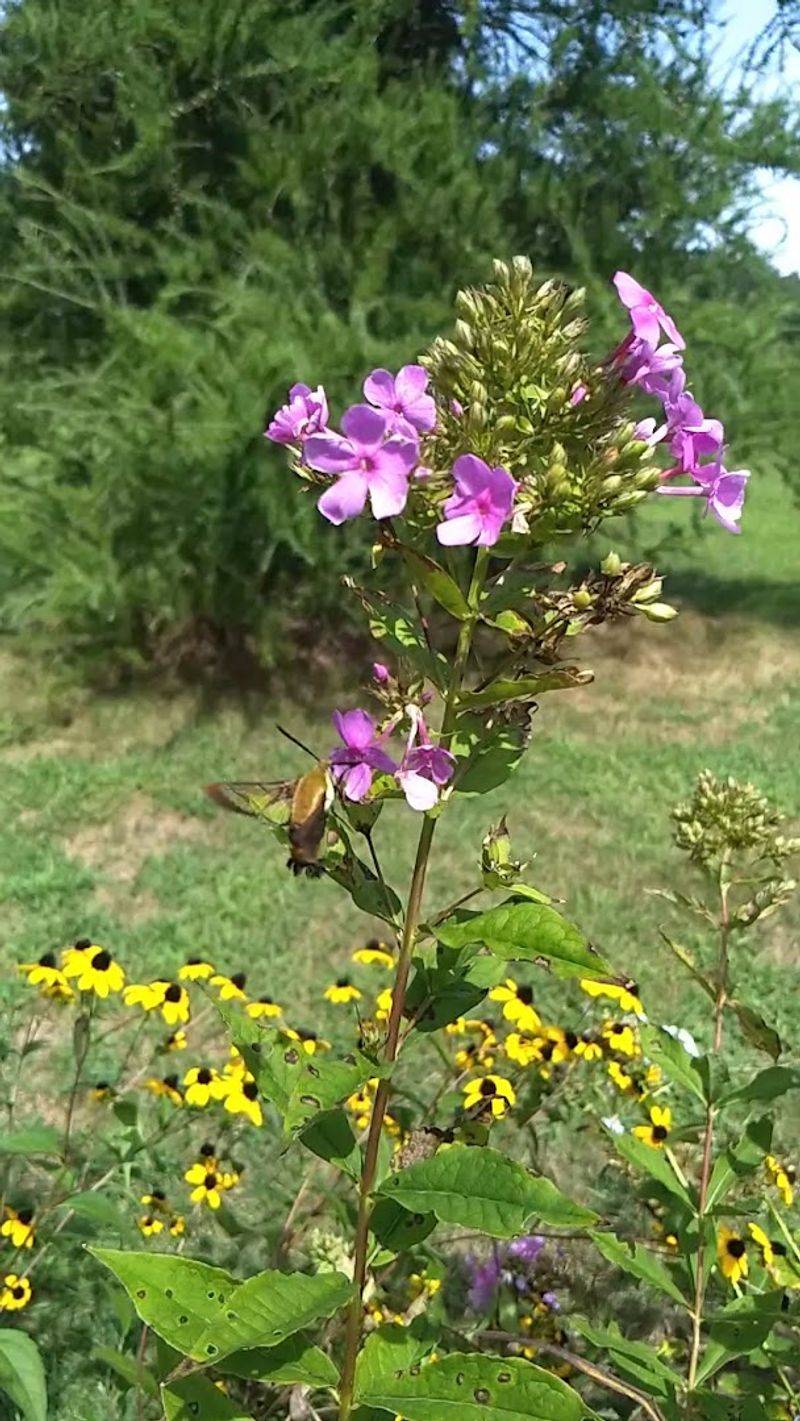 Wildflowers, Gardens, and Blooms Worth Timing Your Trip Around