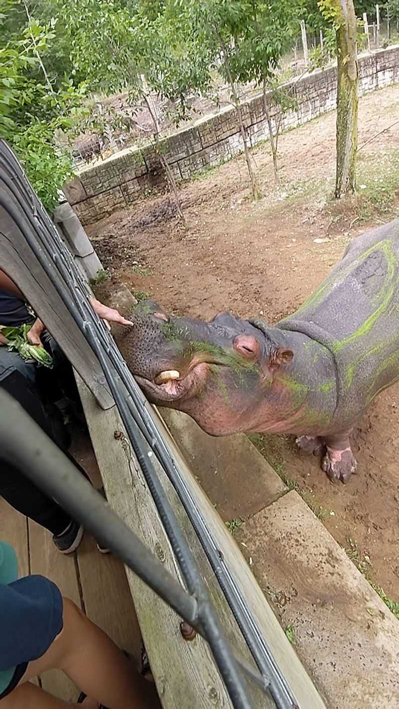The Wallace the Hippo Moment