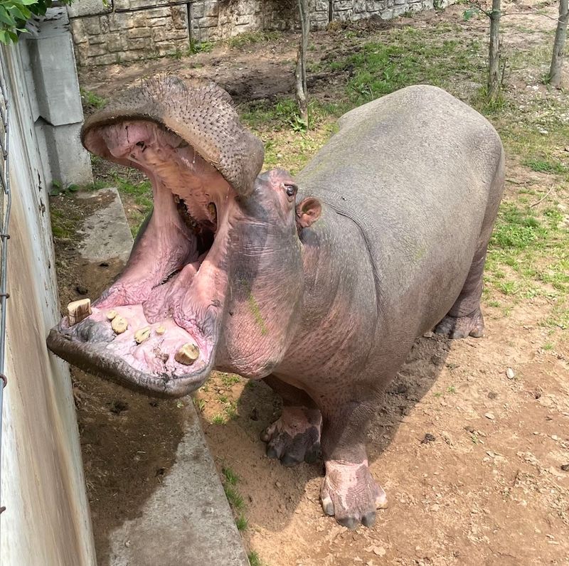 The Wallace the Hippo Moment